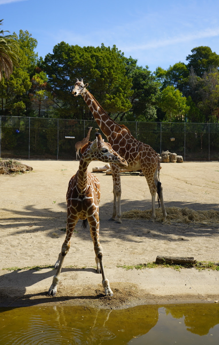 Oakland Zoo New Giraffe, Kijiji, to the Herd Oakland Zoo